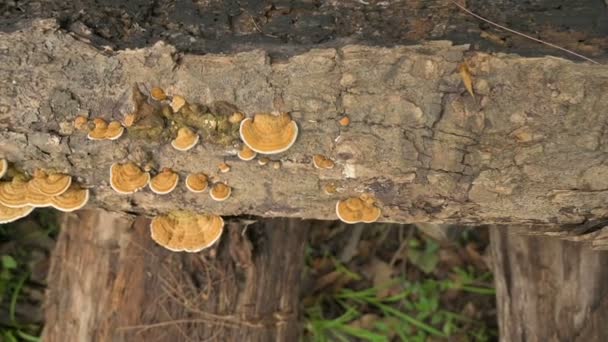 Polipori Funghi Poliporosi Funghi Cresciuti Sul Tronco Albero Tagliato West — Video Stock