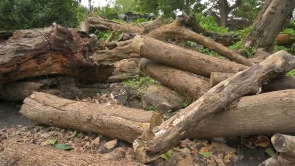 Κόψτε Ξύλινα Κούτσουρα Στοιβάζονται Κοπή Δέντρα Δημιουργούν Περιβαλλοντικές Ζημιές Φυσικό — Αρχείο Βίντεο
