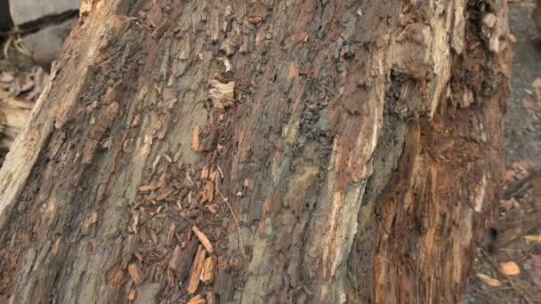 Cięte Drewniane Kłody Kłamią Ścinanie Drzew Powoduje Szkody Dla Środowiska — Wideo stockowe