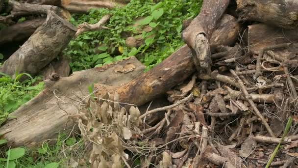 Κόψτε Ξύλινα Κούτσουρα Στοιβάζονται Κοπή Δέντρα Δημιουργούν Περιβαλλοντικές Ζημιές Φυσικό — Αρχείο Βίντεο