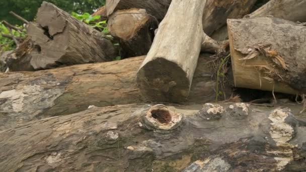 Toros Madeira Cortados São Empilhados Árvores Cortantes Criam Danos Ambientais — Vídeo de Stock