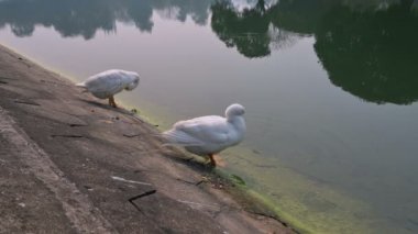 Beyaz Kuğu kuşları, Anatidae familyasından Kuğu cinsi, Hindistan 'ın Batı Bengal bölgesindeki Victoria Memorial gölünde yıkanır ve temizlenirler..
