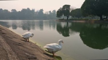 Beyaz Kuğu kuşları, Anatidae familyasından Kuğu cinsi, Hindistan 'ın Batı Bengal bölgesindeki Victoria Memorial gölünde yıkanır ve temizlenirler..