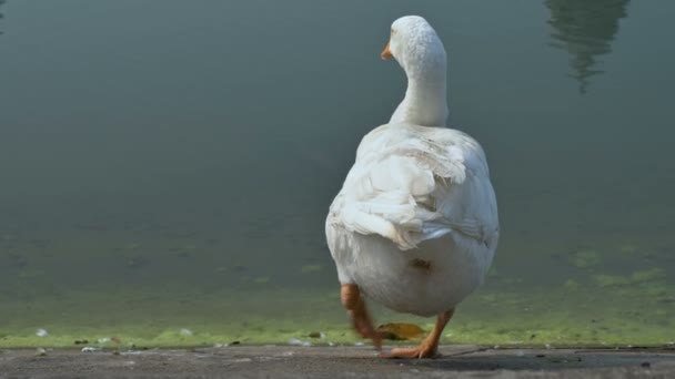 Witte Zwaan Vogel Anatidae Familie Cygnus Genus Schoonmaken Van Haar — Stockvideo