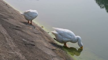 Beyaz Kuğu kuşları, Anatidae familyasından Kuğu cinsi, Hindistan 'ın Batı Bengal bölgesindeki Victoria Memorial gölünde yıkanır ve temizlenirler..