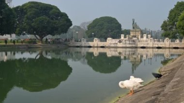 Beyaz Kuğu kuşları, Anatidae familyası Cygnus cinsi, Hindistan 'ın batısındaki Kolkata' da Victoria Memorial gölünde kendilerini temizlerler. Karga onlara katılır ve gölet suyu içtikten sonra uçar gider..