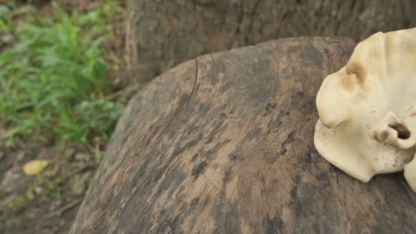 Polipores Jamur Poliporus Besar Tumbuh Pada Batang Pohon Yang Dipotong — Stok Video