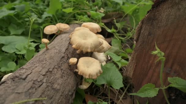 Polypores Gros Champignon Polyporeux Cultivés Sur Tronc Arbre Coupé Bengale — Video