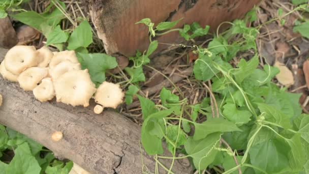 Polipori Grande Fungo Poliporoso Coltivato Tronco Albero Tagliato West Bengal — Video Stock