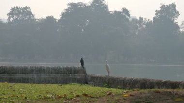 Büyük karabatak, Phalacrocorax karbonhidrat ve Hint balıkçıl kuşu, Ardeola grayii gölün yanında oturuyor. Victoria Memorial, Kolkata, Batı Bengal, Hindistan