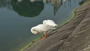 Beyaz Kuğu kuşları, Anatidae familyasından Kuğu cinsi, Hindistan 'ın Batı Bengal bölgesindeki Victoria Memorial gölünde kendilerini temizliyorlar..