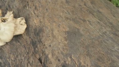 Çoklu gözenekler, çoklu gözenekli mantarlar, kesilmiş ağaç gövdesinde yetişiyor. Batı Bengal, Hindistan. Yavaş çekim görüntüleri.