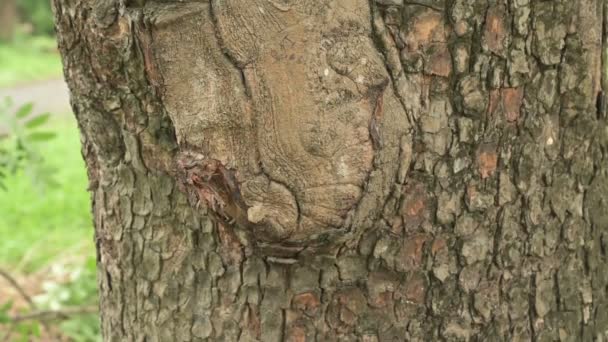 Polipores Jamur Poliporus Tumbuh Pada Batang Pohon Yang Dipotong Bengal — Stok Video
