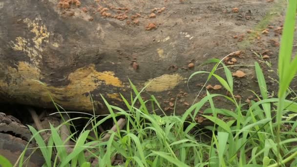Hongos Amarillos Hongos Cultivados Tronco Árbol Cortado Bengala Occidental India — Vídeo de stock