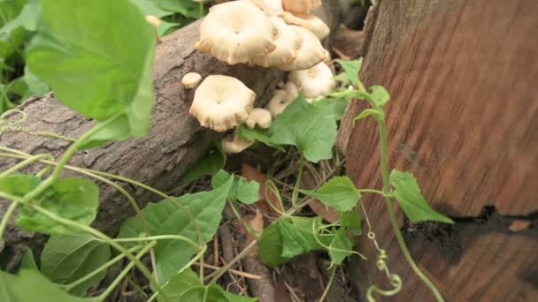 Polyporen Großer Polyporöser Pilz Der Auf Abgeschnittenen Baumstämmen Wächst Westbengalen — Stockvideo