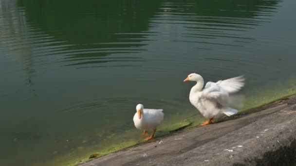 Białe Łabędzie Rodzina Anatidae Cygnus Kąpiące Się Czyszczące Nad Jeziorem — Wideo stockowe