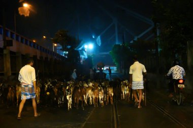 Kolkata, Batı Bengal, Hindistan - 24 Ekim 2020: Keçiler keçi satıcıları tarafından geceleyin Kolkata caddesinin resmi satılmak üzere pazara doğru yürüyorlar..