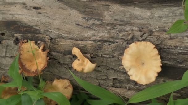 Polyporer Stor Polyporös Svamp Ostronsvamp Pleurotus Ostreatus Odlas Klippt Trädstam — Stockvideo