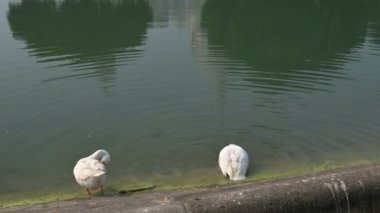 Beyaz Kuğu kuşları, Anatidae familyasından Kuğu cinsi, Hindistan 'ın Batı Bengal bölgesindeki Victoria Memorial gölünde yıkanır ve temizlenirler..