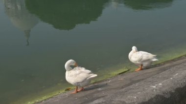 Beyaz Kuğu kuşları, Anatidae familyasından Kuğu cinsi, Hindistan 'ın Batı Bengal bölgesindeki Victoria Memorial gölünde kendilerini temizliyorlar..