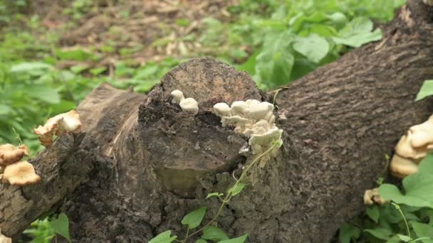 Polipori Grande Fungo Poliporoso Funghi Ostrica Pleurotus Ostreatus Coltivato Tronco — Video Stock