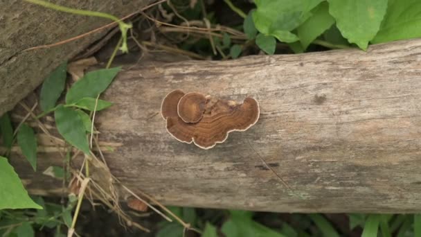 Polypores Champignon Polyporeux Champignons Cultivés Sur Tronc Arbre Coupé Bengale — Video