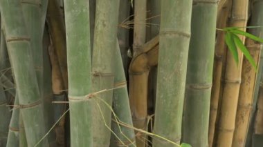 Bambu, bambu bitkileri, Poaceae familyasından bambusoideae alt familyasından ebediyen yemyeşil çiçekli bitkilerdir. Dev bambular çim ailesinin en büyük üyeleridir. Yavaş çekim görüntüleri.