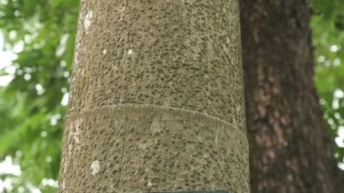 Arecaceae, Caryota Urens Large, Balık Kuyruğu Şarabı Hindistan ağacı. Aşağıdan yukarıya doğru kabuğu ve yaprakları gösteren bir video kaydı. Yapraklarının şeklinden dolayı balık kuyruğu palmiyeleri.