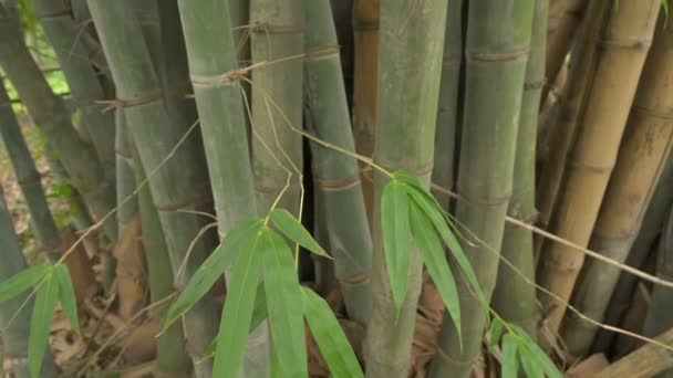 Bamboo Bamboo Plants Evergreen Perennial Flowering Plants Subfamily Bambusoideae Grass — Stok video