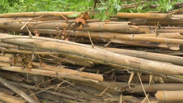 Cut Bamboos Lying Bamboo Plants Evergreen Perennial Flowering Plants Subfamily — Stockvideo