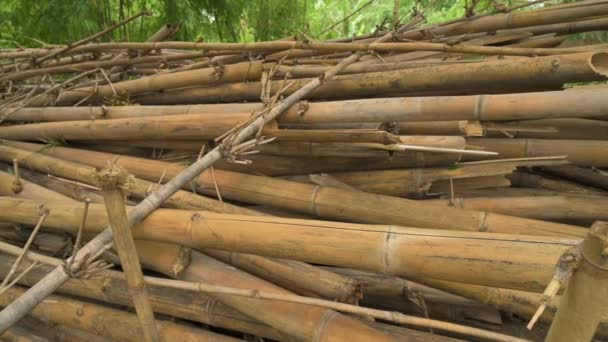 Cut Bamboos Lying Bamboo Plants Evergreen Perennial Flowering Plants Subfamily — Stok video