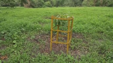 New plantation inside garden. Nature stock slow motion footage.Green field background.