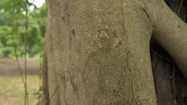 Абстрактна Текстура Кореня Дерева Повільний Рух Зображення Природи Зелене Поле — стокове відео