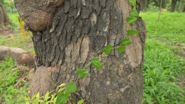 Green Leaves Embracing Old Tree Root Texture Slow Motion Nature — Stock video