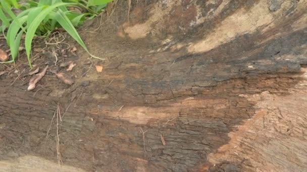Abstraktní Kořenová Textura Stromu Zpomalení Videa Přírody Západní Bengálsko Indie — Stock video