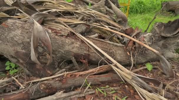 Couper Des Billes Bois Sont Couchés Couper Des Arbres Créent — Video