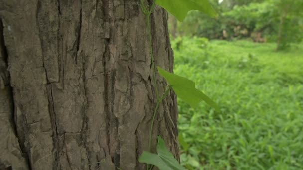 Ağaç Kökü Dokusunu Kucaklayan Yeşil Yapraklar Yavaş Çekim Doğa Görüntüleri — Stok video