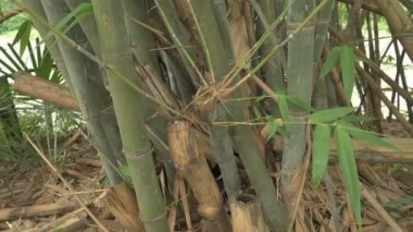 Bamboo, bamboo plants are evergreen perennial flowering plants, subfamily Bambusoideae of the grass family Poaceae. Giant bamboos are the largest members of the grass family. Slow motion footage.