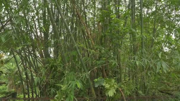 Leaves Bamboo Bamboo Plants Evergreen Perennial Flowering Plants Subfamily Bambusoideae — Vídeo de Stock