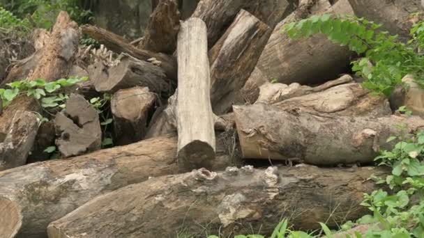 Κόψτε Ξύλινα Κούτσουρα Βρίσκονται Κοπή Δέντρα Δημιουργούν Περιβαλλοντικές Ζημιές Δυτική — Αρχείο Βίντεο