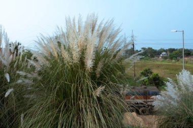 Kaash ful, Saccharum spontaneum, Durga Puja festivali sırasında sonbaharda açan bir mevsimlik çiçektir..