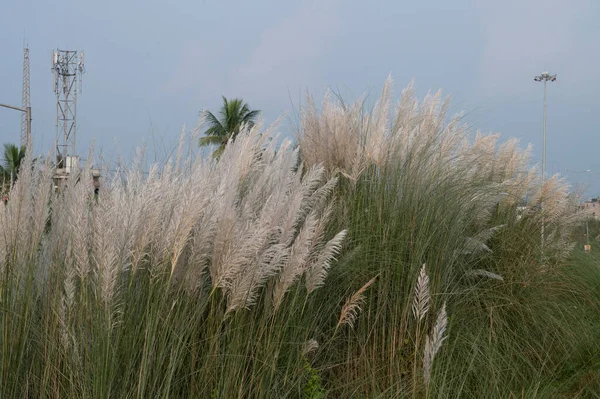 Kaash Ful Saccharum Spontaneum Een Seizoensgebonden Bloem Die Bloeit Herfst — Stockfoto