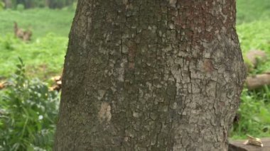 Abstract tree root texture. Slow motion HD nature footage.