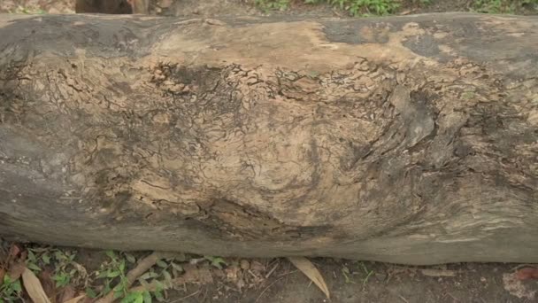 木の伐採は嘘をつき 木を伐採することは環境被害を生み出す インドの西ベンガル州 抽象的な木の質感のスローモーション映像 — ストック動画