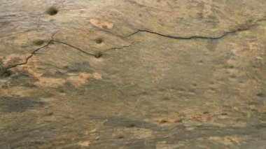 Abstract tree root texture. Slow motion HD nature footage.