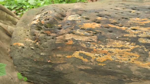 Yellow Fungus Perenniporia Tenuis Mudhrooms Grown Cut Tree Trunk West — Wideo stockowe