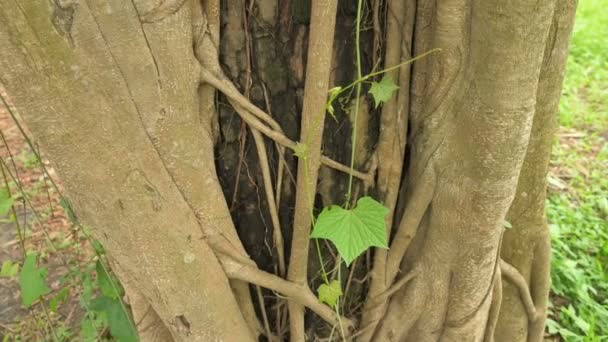 Green Leaves Embracing Old Tree Root Texture Slow Motion Nature — Vídeos de Stock