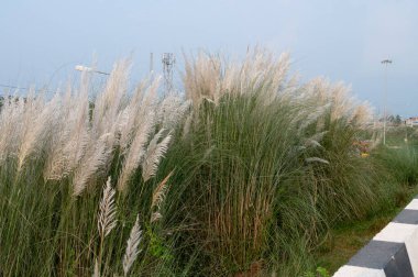 Kaşarlı, Kanlar otları ya da Saccharum spontaneum, Batı Bengal, Hindistan 'ın ana yolunun yanında çiçek açıyor. Kaşif mevsimsel büyüme, Hinduizm 'in en büyük festivali olan Durga Puja' nın zamanlamasıyla ilişkilendiriliyor..