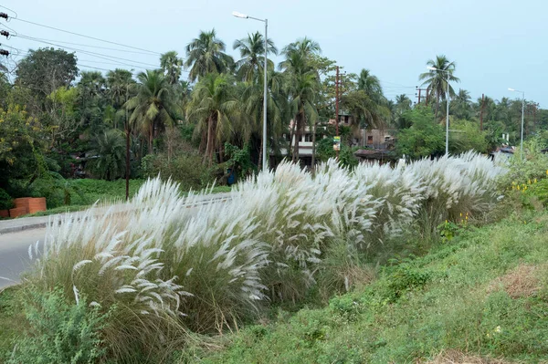 Kaash Ful Saccharum Spontaneum Seasonal Flower Which Blooms Autumn Durga — Stock Fotó