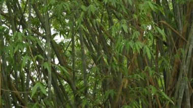 Leaves of Bamboo, bamboo plants are evergreen perennial flowering plants, subfamily Bambusoideae of the grass family Poaceae. Giant bamboos are the largest members of the grass family.
